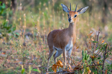Steenbok At Dawn