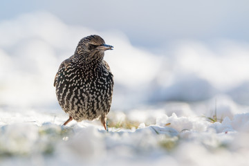 starling
