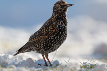 starling