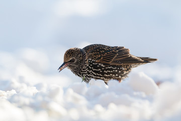 starling