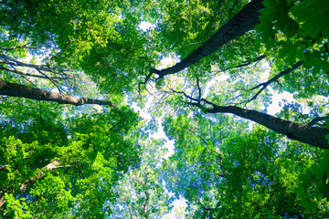 forest trees nature green wood sunlight backgrounds