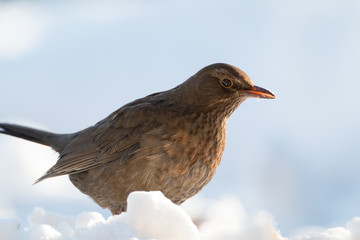 blackbird