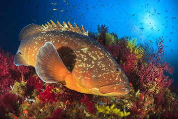 Medes Islands grouper © davidcarbo