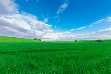 Green Field and Beautiful Sunset