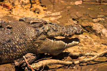 Salt Water crocodile in Australia