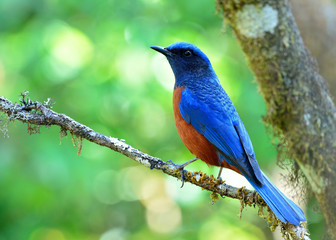 Chestnut-bellied Rock Thrush (Monticola rufiventris) beautiful b