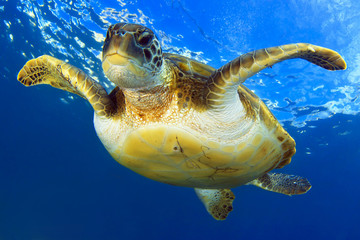 Flying green turtle