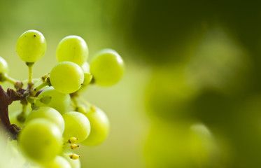 A detail of a grape of wine.