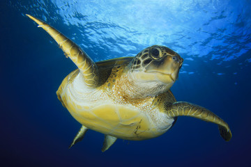 Green Turtle © davidcarbo