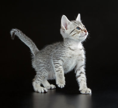 Cute Egyptian Mau Little Kitten