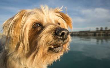 Naklejka na ściany i meble Dog face. Wide angle Selective focus, twinkle in his eye. Yorkshire Terrier brown dog. Closeup detail doggie Maritime background