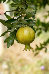 Nar Ağacı