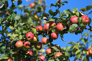 detail of apples on the tree
