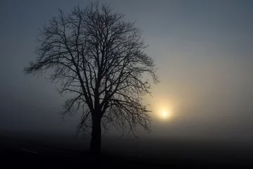 Fotobehang Bomen black silhouette of tree in fog