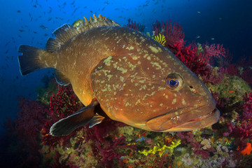 Medes Island's grouper