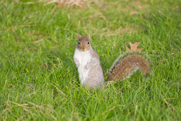 Ecureuil gris regardant dans un parc