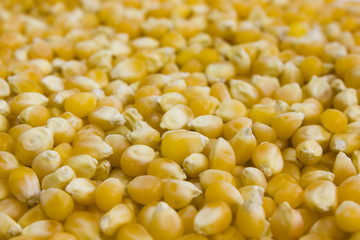 Corn grains and wooden spoon on white background. Still-life picture taken in studio with soft-box.