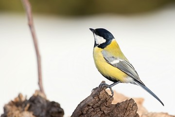 Parus major, Blue tit . Wildlife  titmouse sitting on a twig.  Europe, country Slovakia.