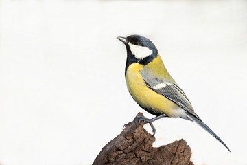 Parus major, Blue tit . Wildlife  titmouse sitting on a twig.  Europe, country Slovakia.