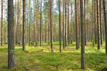 Obraz premium Light pine forest with blueberry bushes and moss green on a Sunn