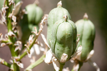 Green seed pods on a native plant in Midland, Texas.