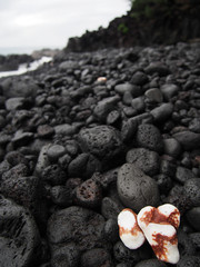 Two white coral pieces that have been smoothed by the ocean contrast with the black lava rock of this beach in Hawaii.