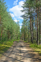 Obraz premium Forest road in a pine forest on a summer day under the blue sky