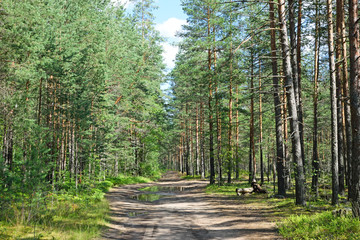 Forest road in a pine forest on a summer day under the blue sky