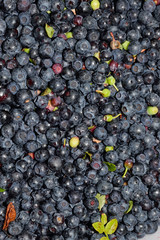 Just collected ripened wild blueberries with green leaves