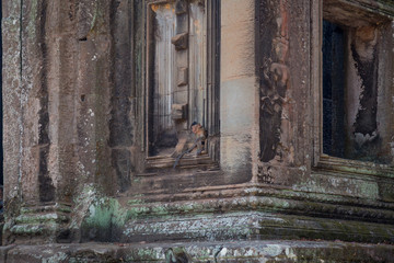 Fototapeta na wymiar Junger Affe in der Tempelanlage von Angkor Wat, Kambodscha