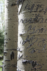 Throughout the years people have carved scriptive words in these aspen trees leaving beautiful and romantic scars.