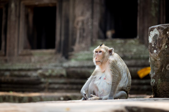Affe in der Tempelanlage von Angkor Wat, Kambodscha
