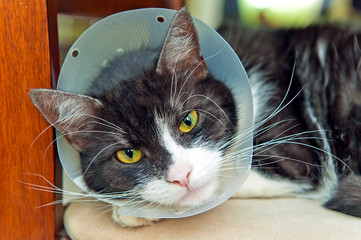 sick cat