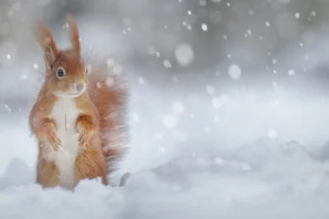 Rolgordijnen Adorable red squirrel in winter snow © Natureimmortal