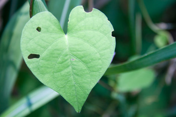 A heart shaped leaf growing in the wild.