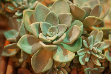 Flora Botanic Garden in Moscow.