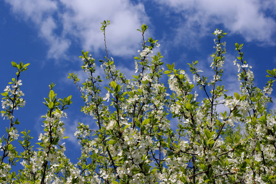 A beautiful spring view of cherry tree branches over a blue sky