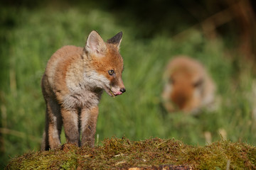 Young fox in spring woodland