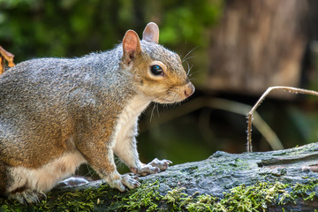 Grey Squirrel