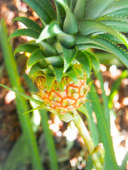 A pineapple growing on a pineapple plant.