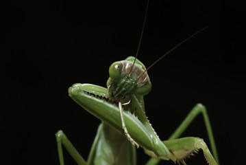 Praying Mantis