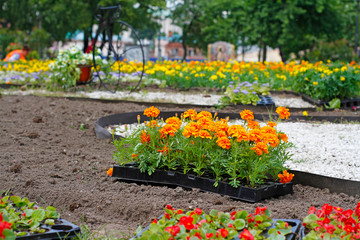 Bright orange marigolds in plastic pots for planting in the flower bed on the street