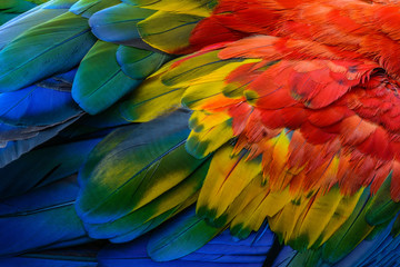 Beautiful pattern background texture made from Scarlet Macaw feathers.