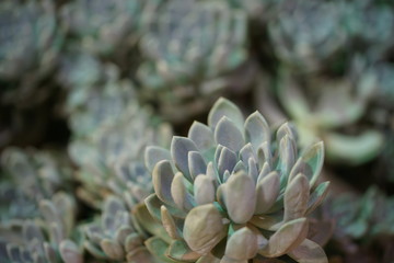 Flora Botanic Garden in Moscow.