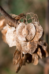 Brown seed pods hang from an elm tree in the dead of winter.