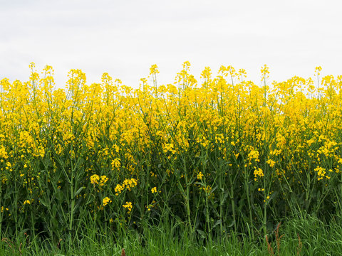 A field of bright yellow flowers in the French countryside. The flowers are grown to make cooking oil.