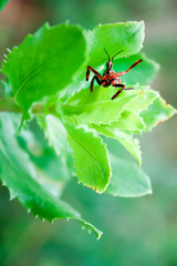 A red and black bug on a leaf appears to wave at the viewer.