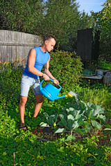 Young man watering the cabbage in the garden on the plot in the