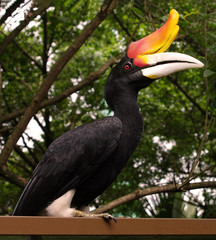 KUALA LUMPUR - MALAYSIA - AUGUST 2009: Profile of Malay gomray 