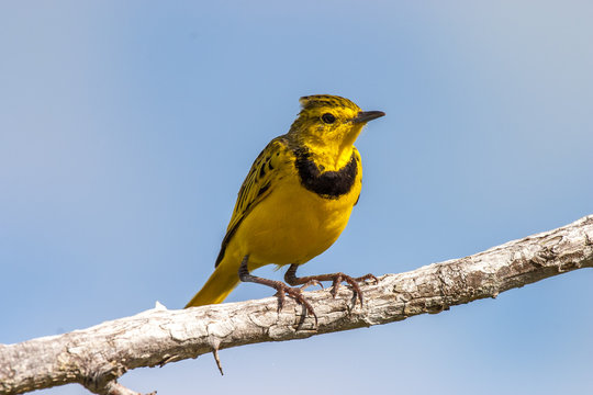 Golden Pipit, Tmetothylacus tenellus Kenya africa